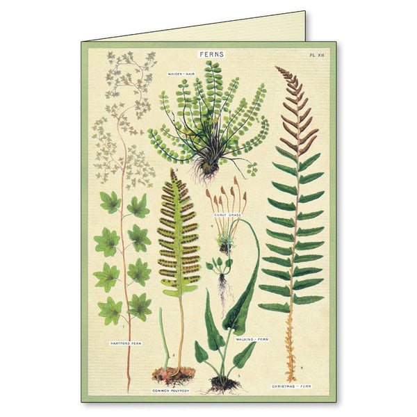 Cavallini & Co. / Boxed Notecards (Set 8) - Fern