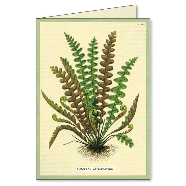 Cavallini & Co. / Boxed Notecards (Set 8) - Fern