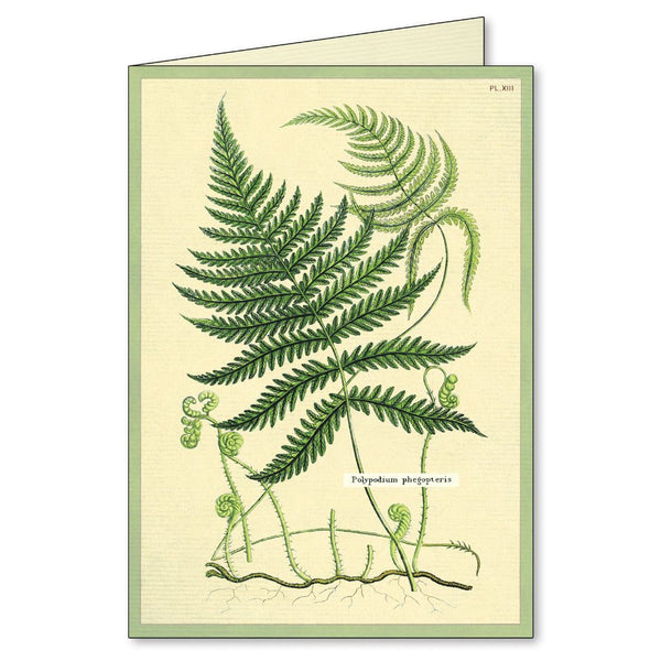 Cavallini & Co. / Boxed Notecards (Set 8) - Fern