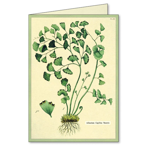Cavallini & Co. / Boxed Notecards (Set 8) - Fern