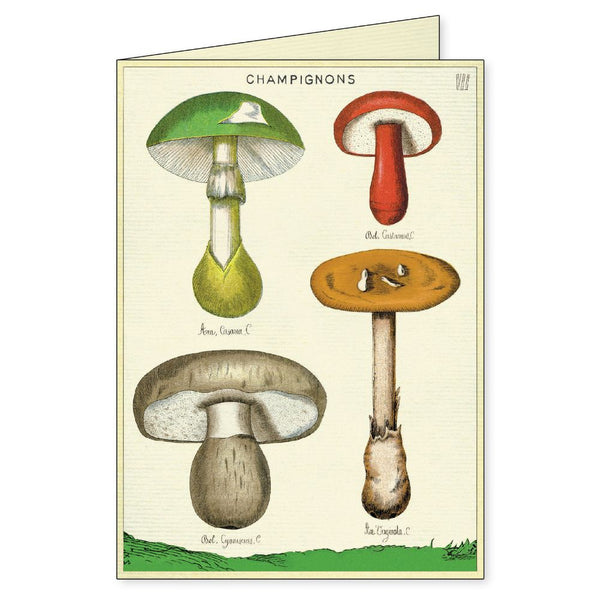 Cavallini & Co. / Boxed Notecards (Set 8) - Foraging