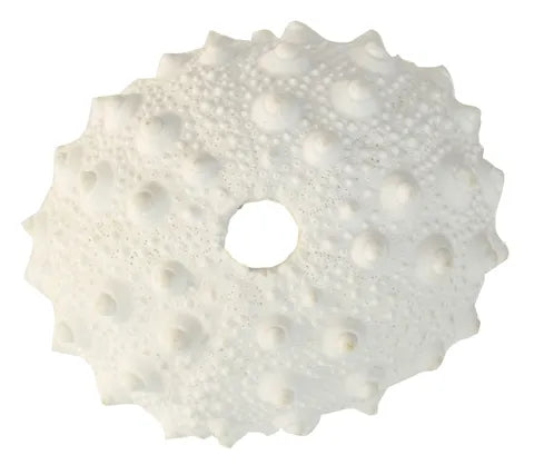 Coast To Coast / Resin Spiky Urchin Coral Sculpture - White