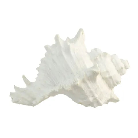 Coast To Coast / Resin Sea Snail Shell (Small) - White