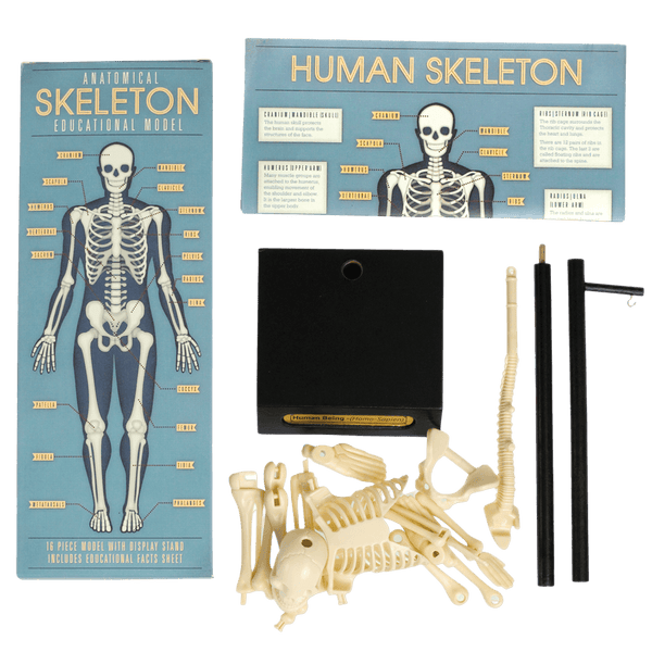 Rex London / Anatomical Skeleton Model