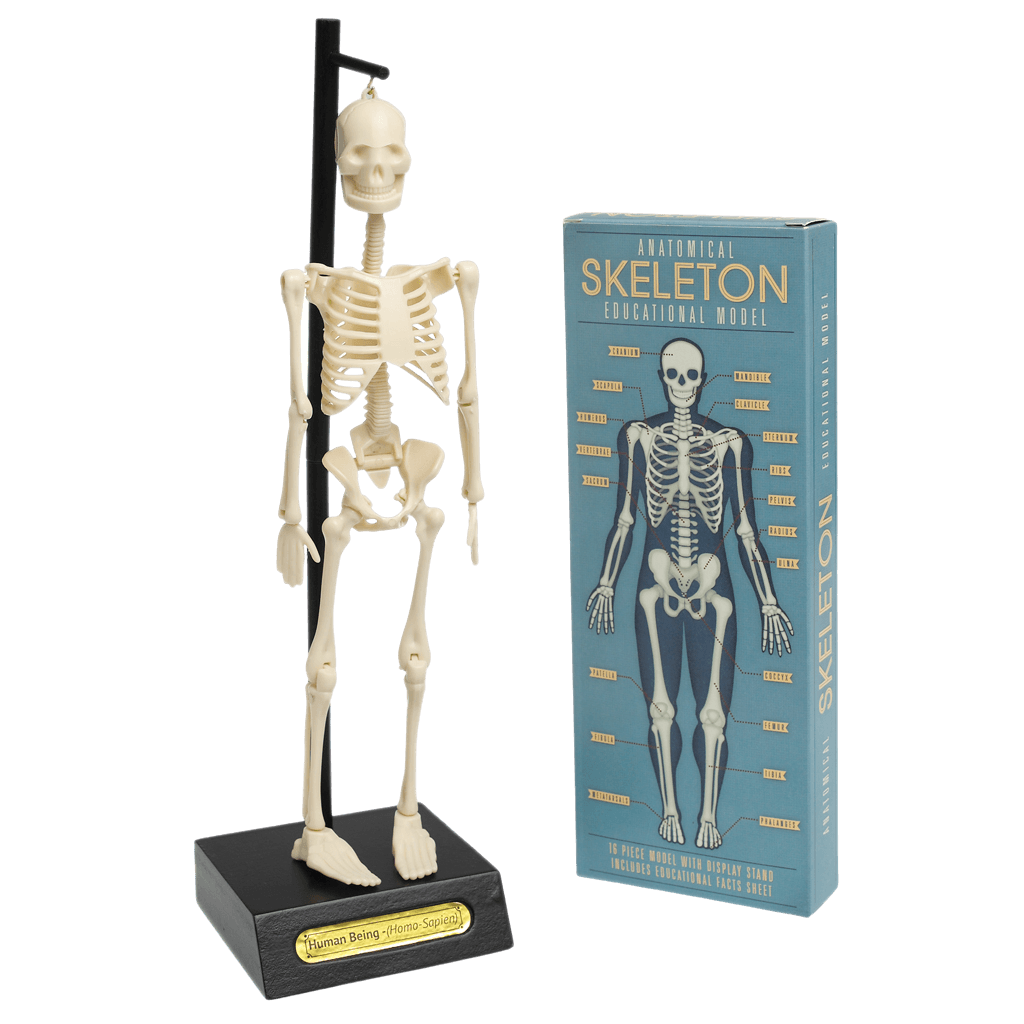 Rex London / Anatomical Skeleton Model