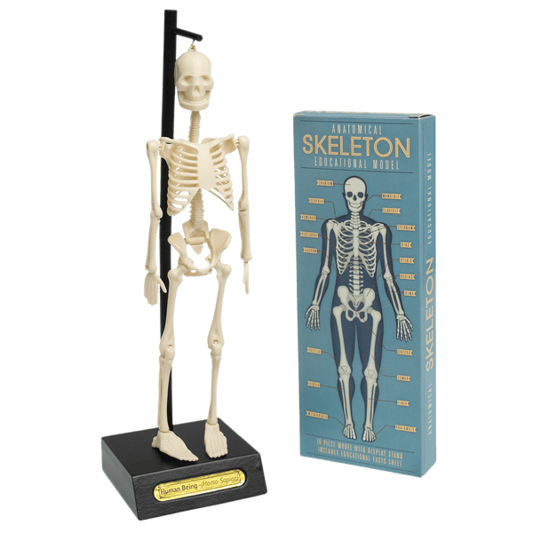 Rex London / Anatomical Skeleton Model