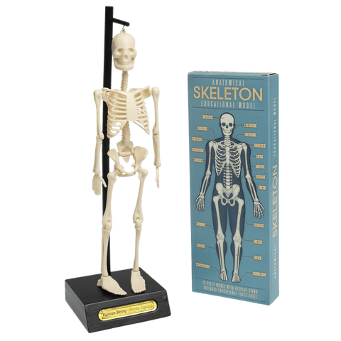 Rex London / Anatomical Skeleton Model